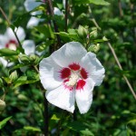 Hibiscus syriacus Red Heart  Rose of Sharon